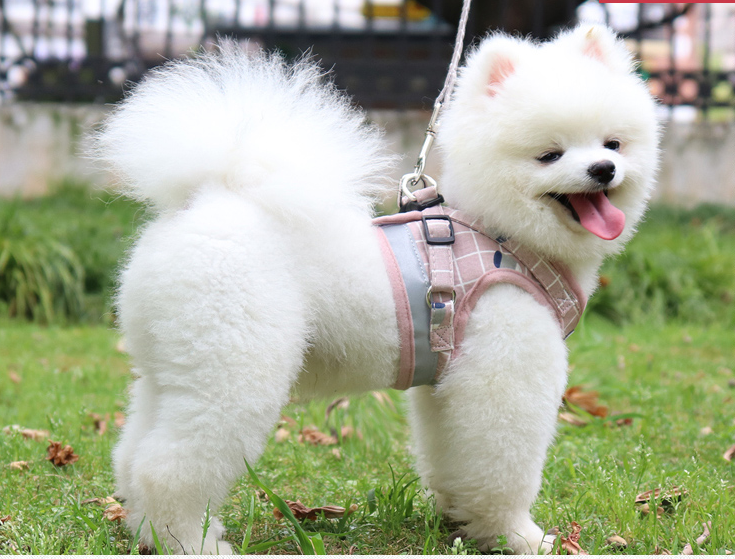 Dog Harness with leash