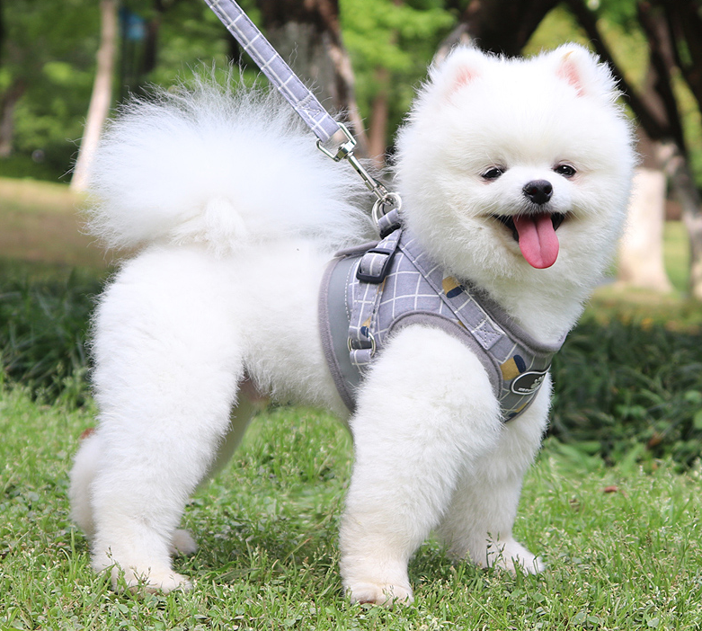 Dog Harness in different colors