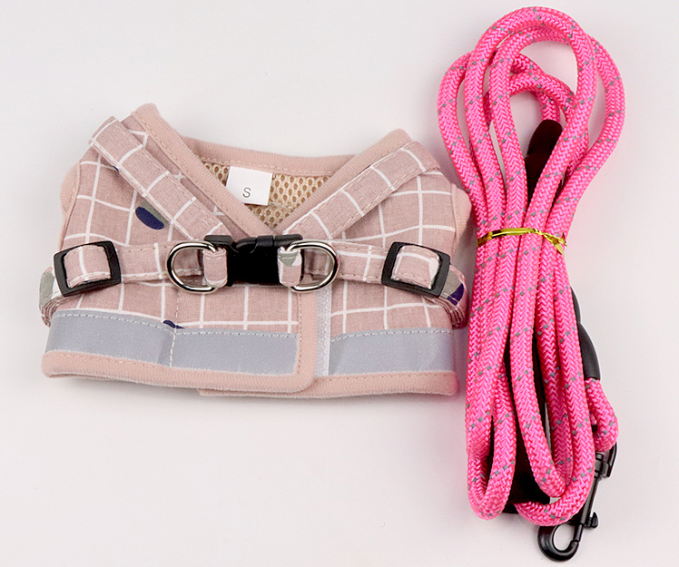 Dog wearing harness