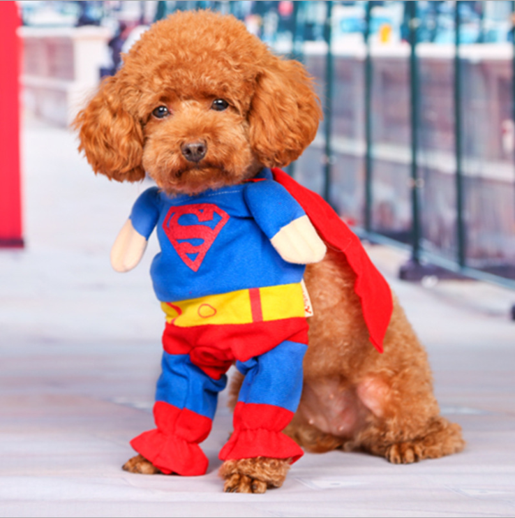 Pet Fashion