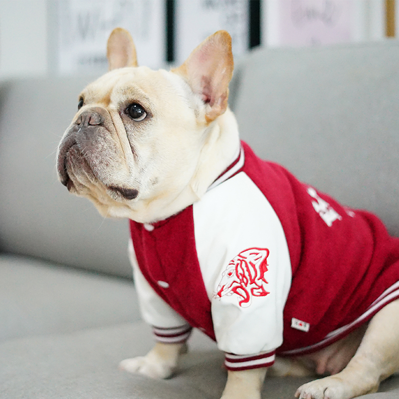 Stylish pet outfit