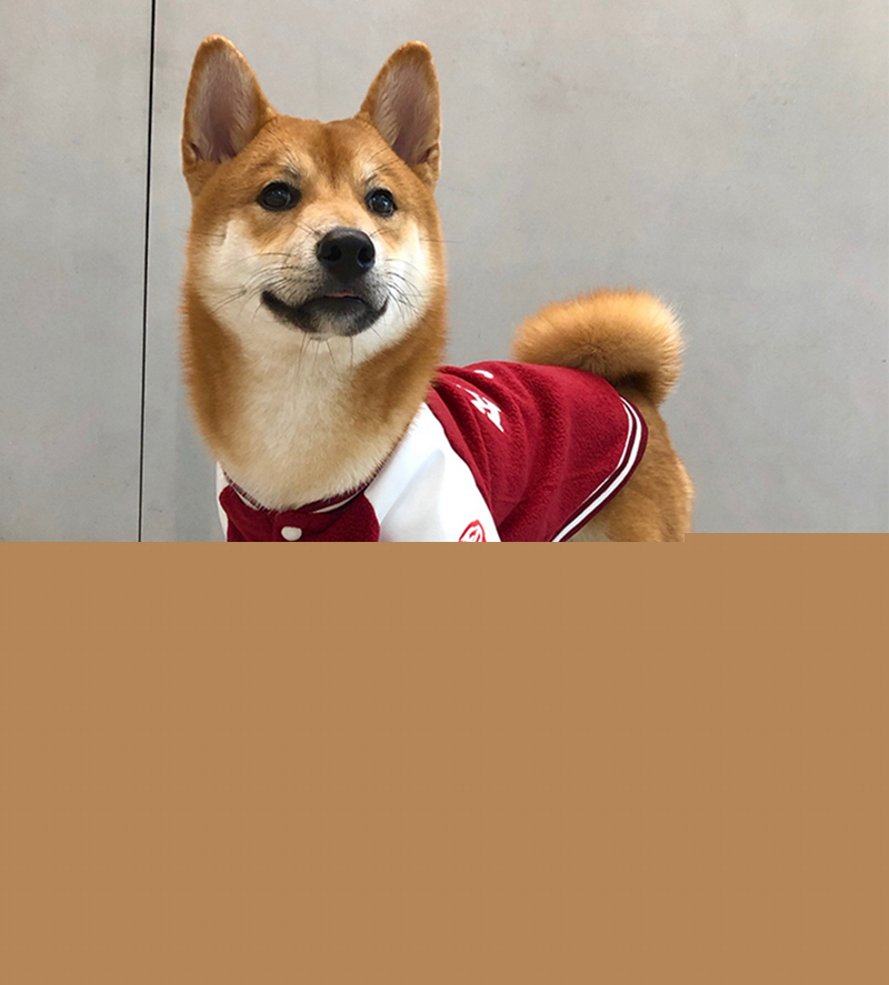 Comfortable pet clothing