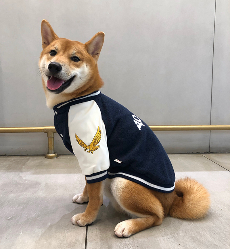 Happy pet wearing sweatshirt