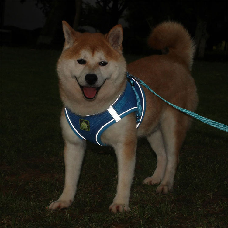 Dog Harness Image 7
