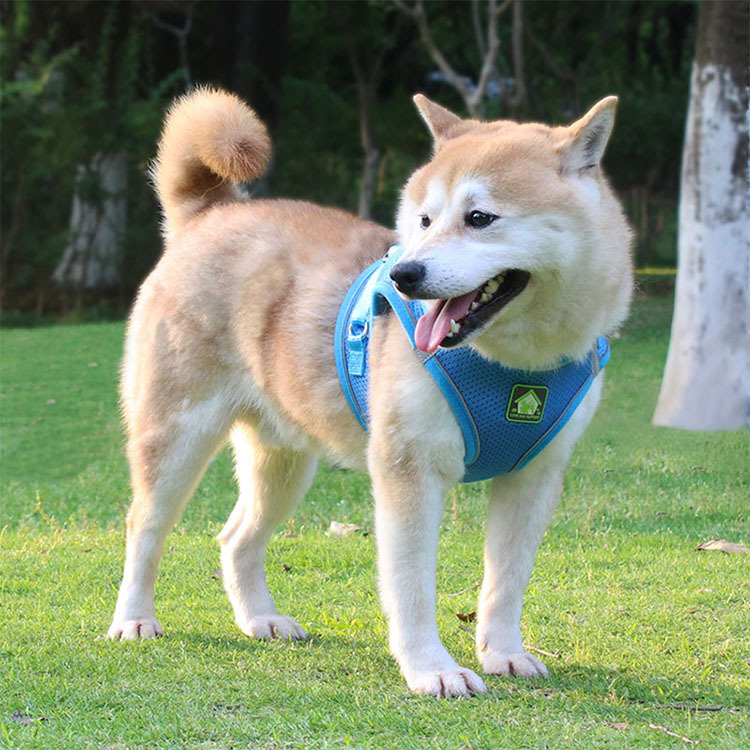 Dog Harness Image 11