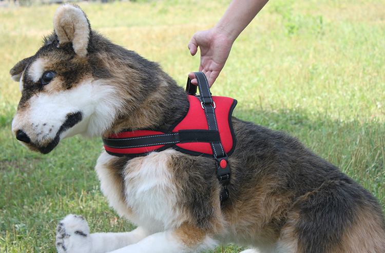 k8 Chest Strap in Action