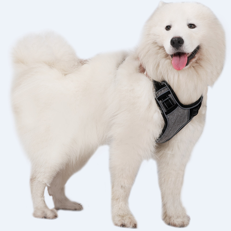 Dog wearing harness 5