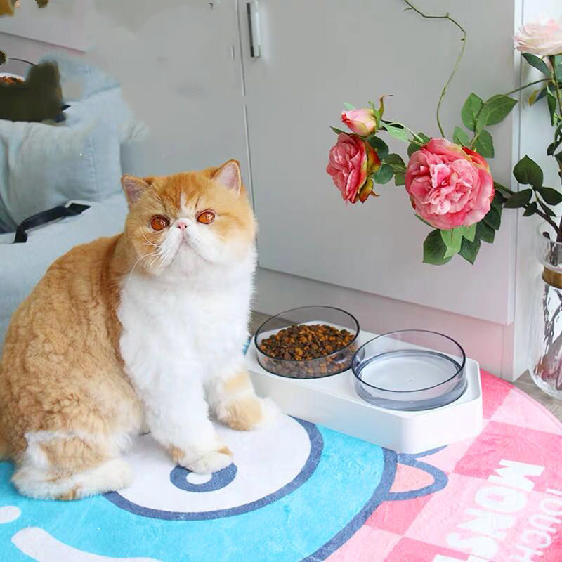 Stylish Pet Bowl Design