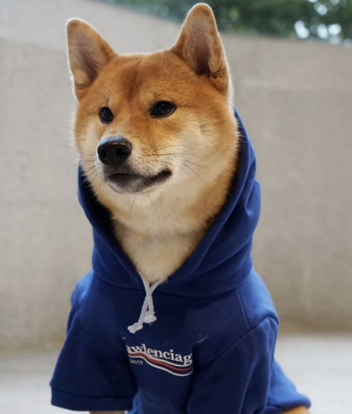 Dog Sweatshirt Image 4