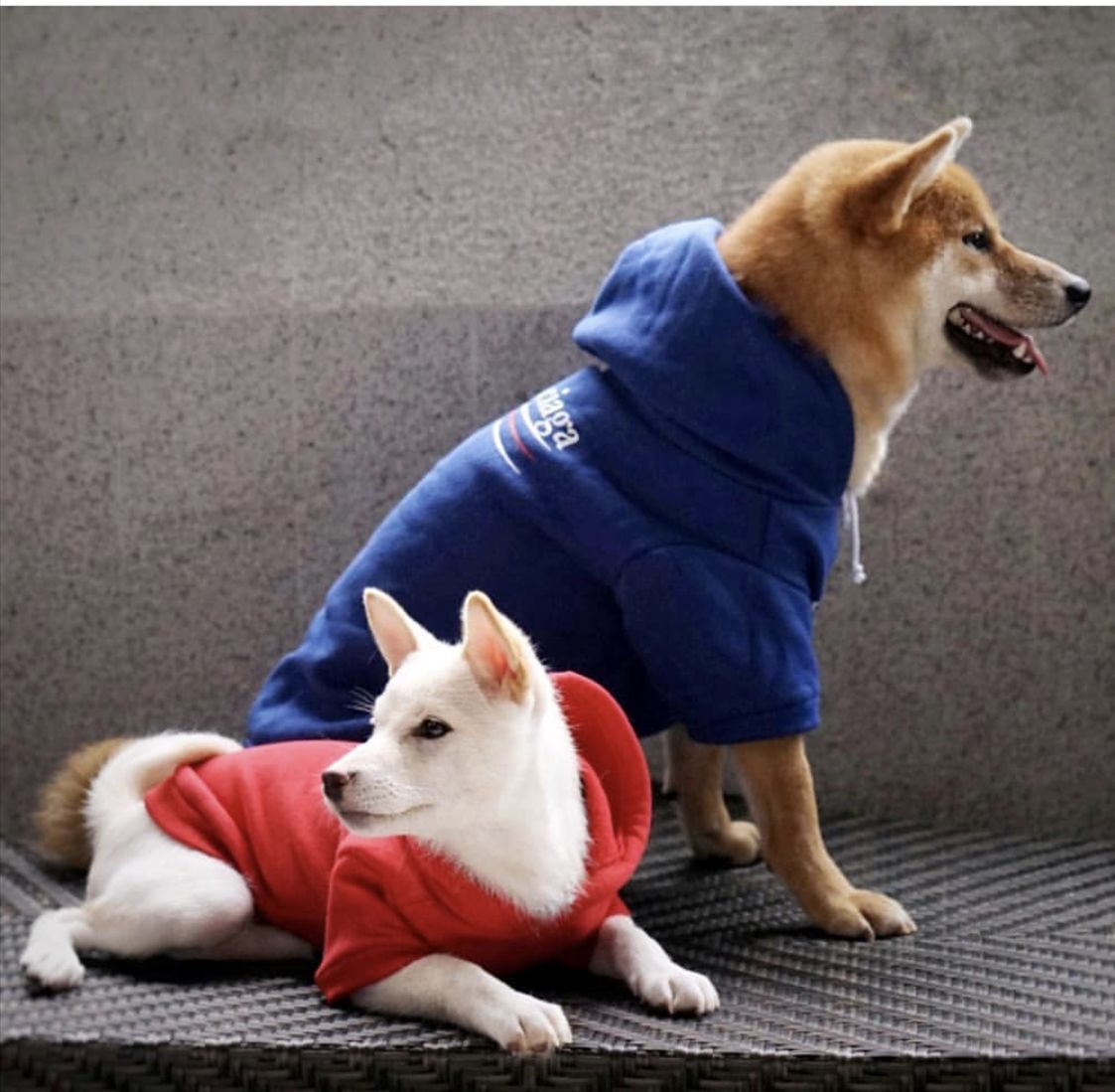 Dog Sweatshirt Image 5