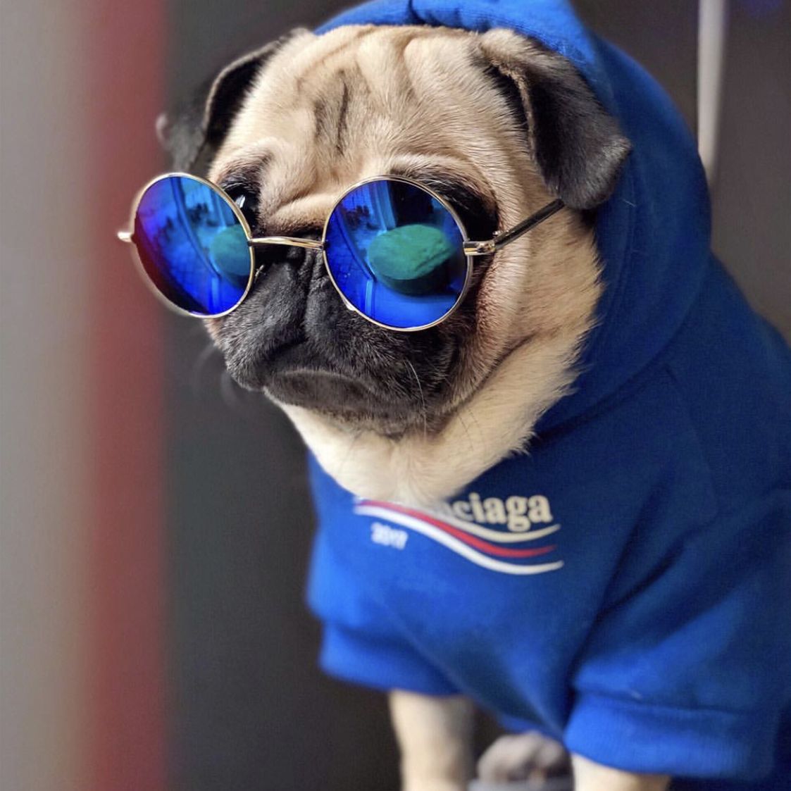 Dog Sweatshirt Image 2