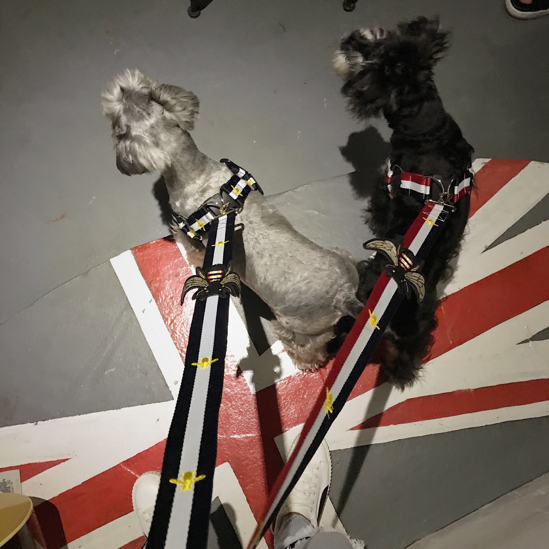 Conjunto de Arnés y Correa para Mascota 3