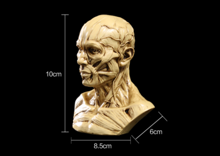 Human-Like Resin Model