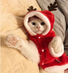Reindeer Dog Outfit Front View