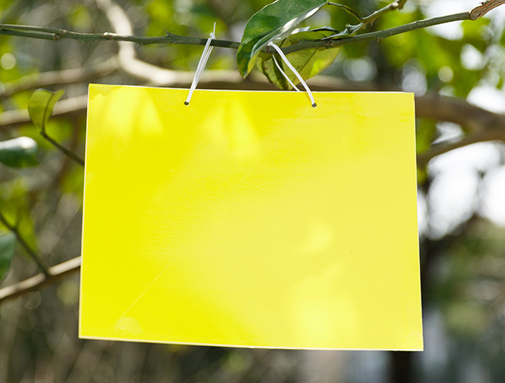 Insect Trap 4