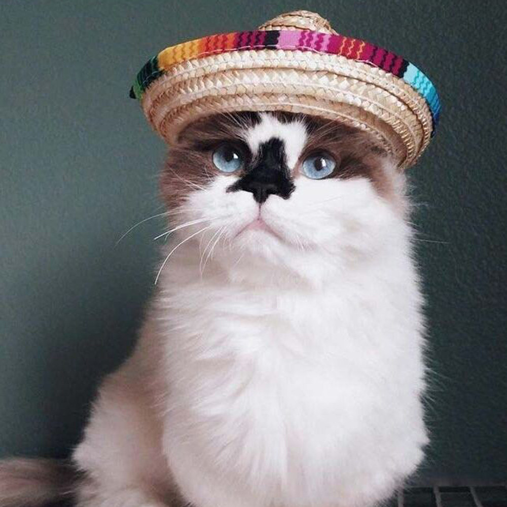 Pet Hat Image 5