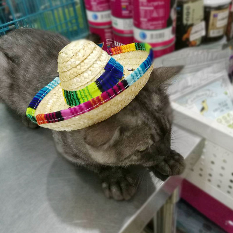 Pet Hat Image 4