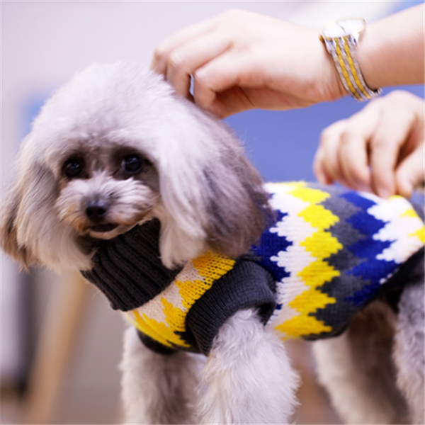 Dog Sweater Variation