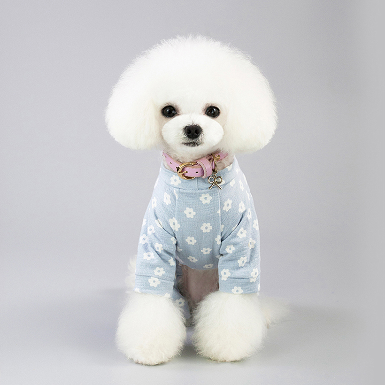 Dog in Four-Legged Clothing