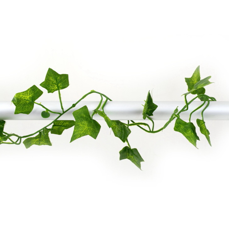 Close-up of Ivy Leaves