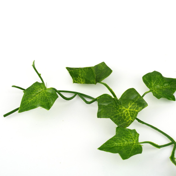 Ivy Leaves in Home Setting