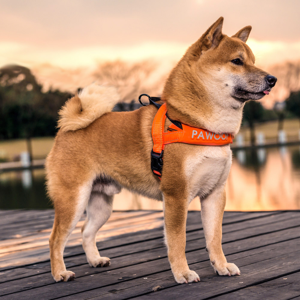 Dog Harness Image 3