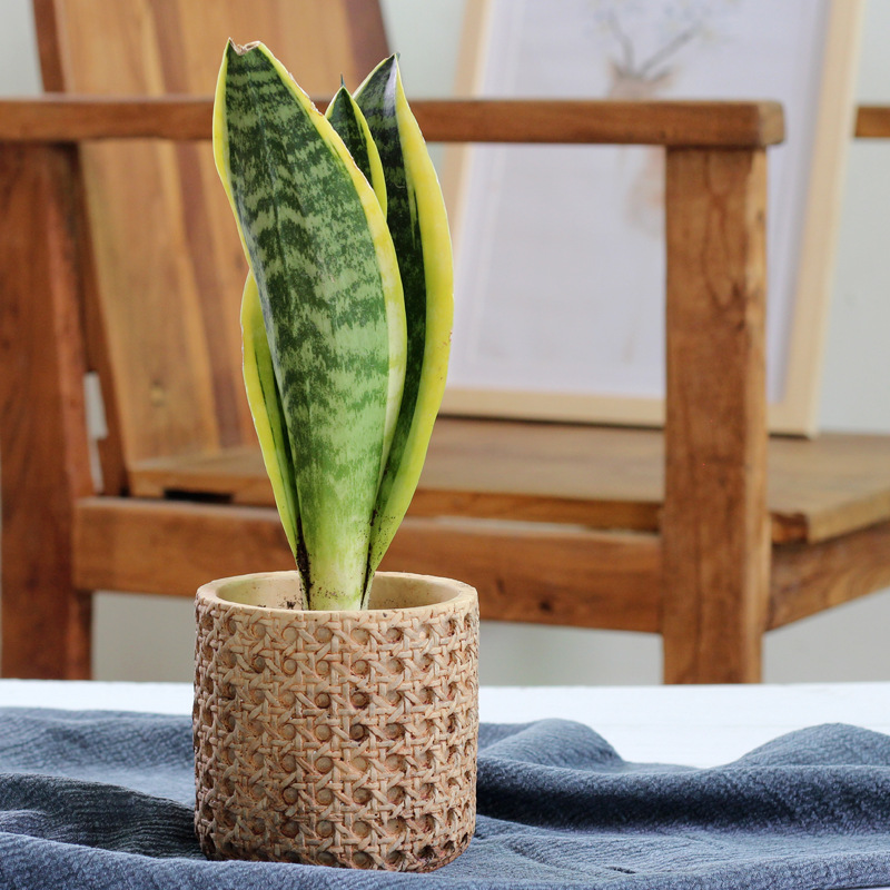 Cement Flower Pot 1