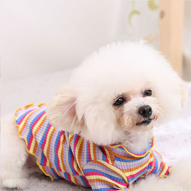 Happy dog wearing Rainbow Stripe Cotton Sweatshirt