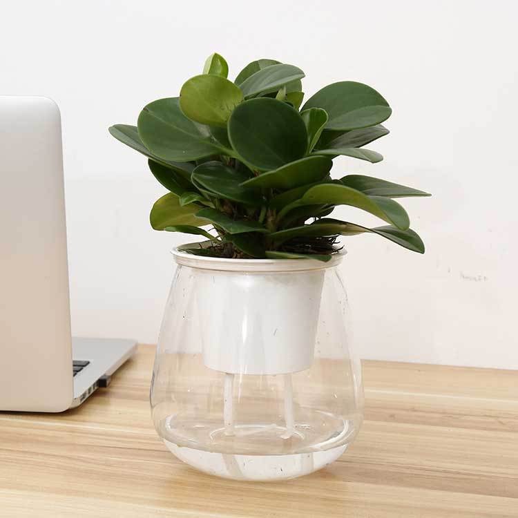 Indoor Decor