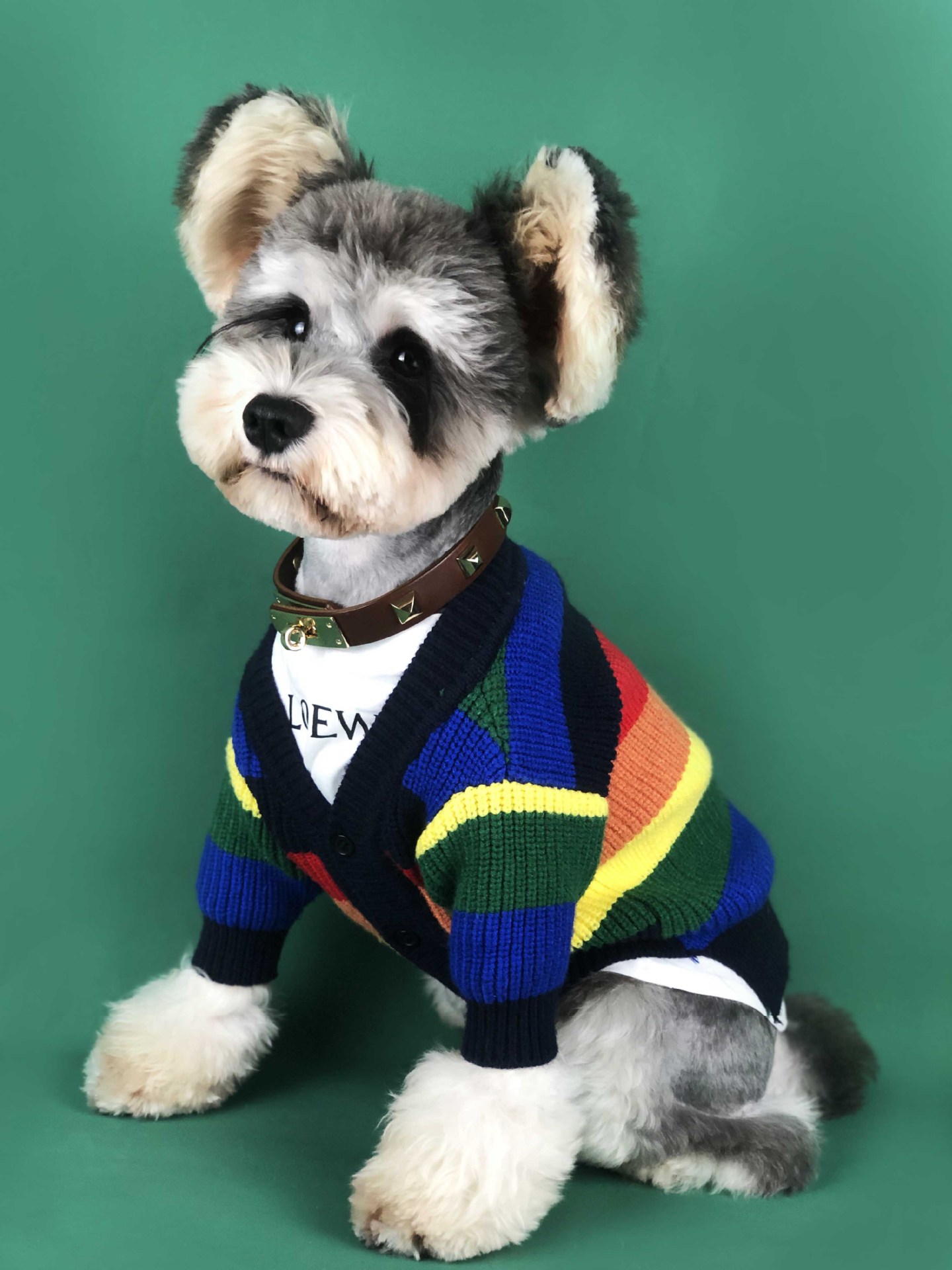 Dog in Red Cardigan