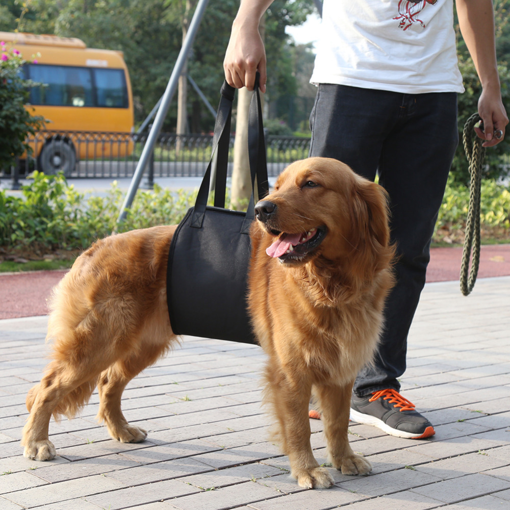 Comfortable Fit of Pet Support Harness