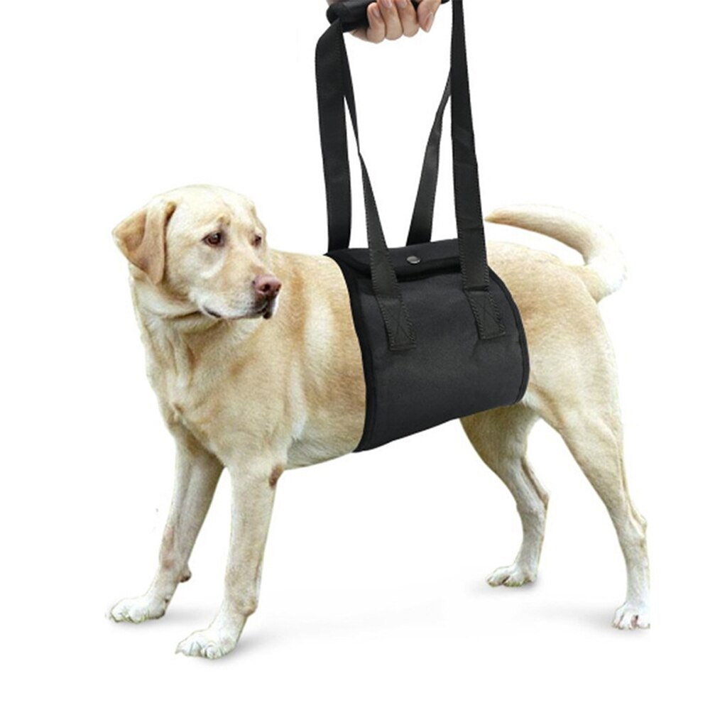 Pet Support Harness in Use