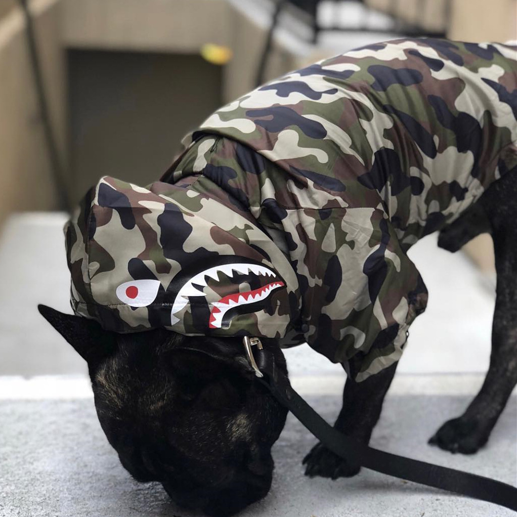 Dog Raincoat Variations