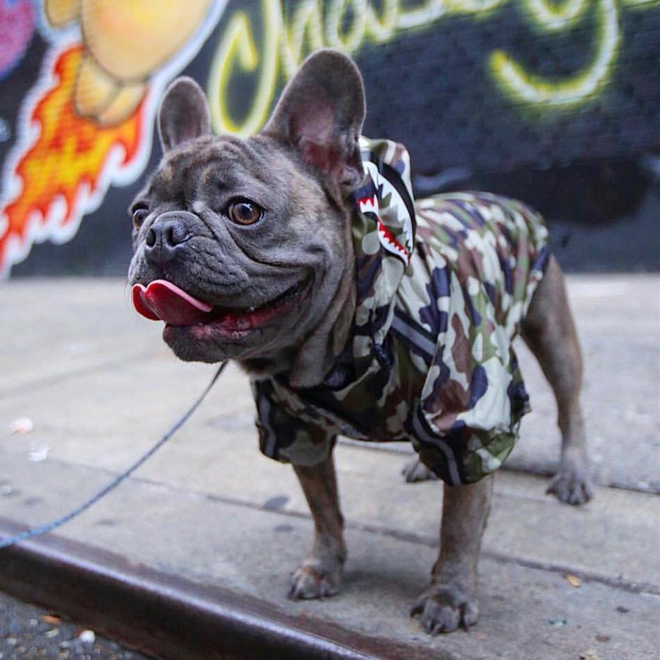 Stylish Dog Raincoat