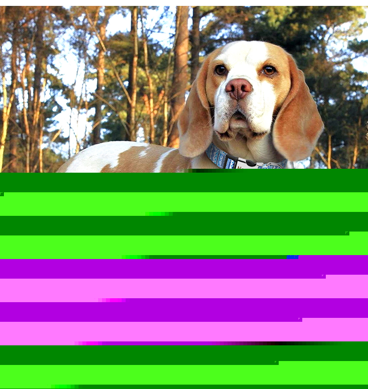 Dog Collar Image 2