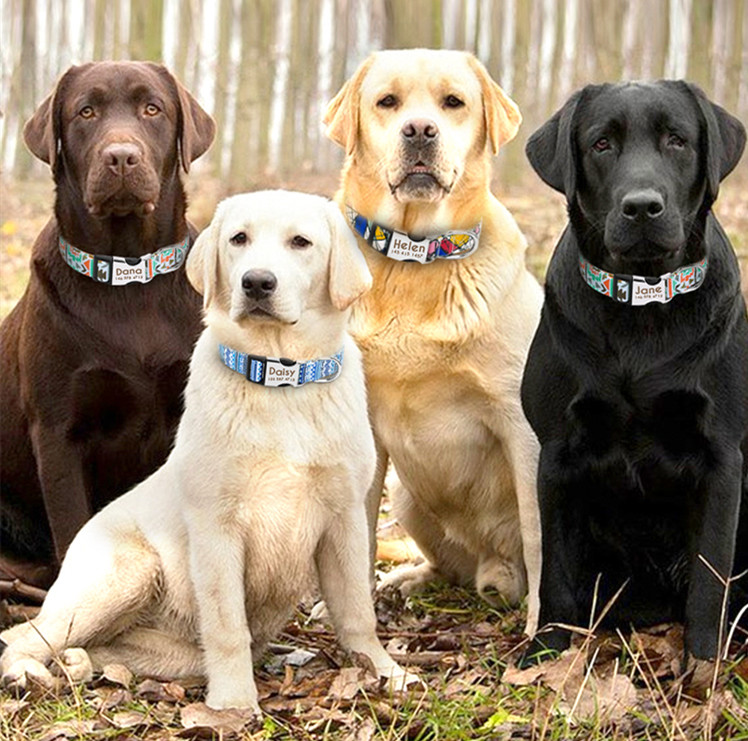 Dog Collar Image 3