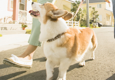 Automatic Dog Chain Image 6
