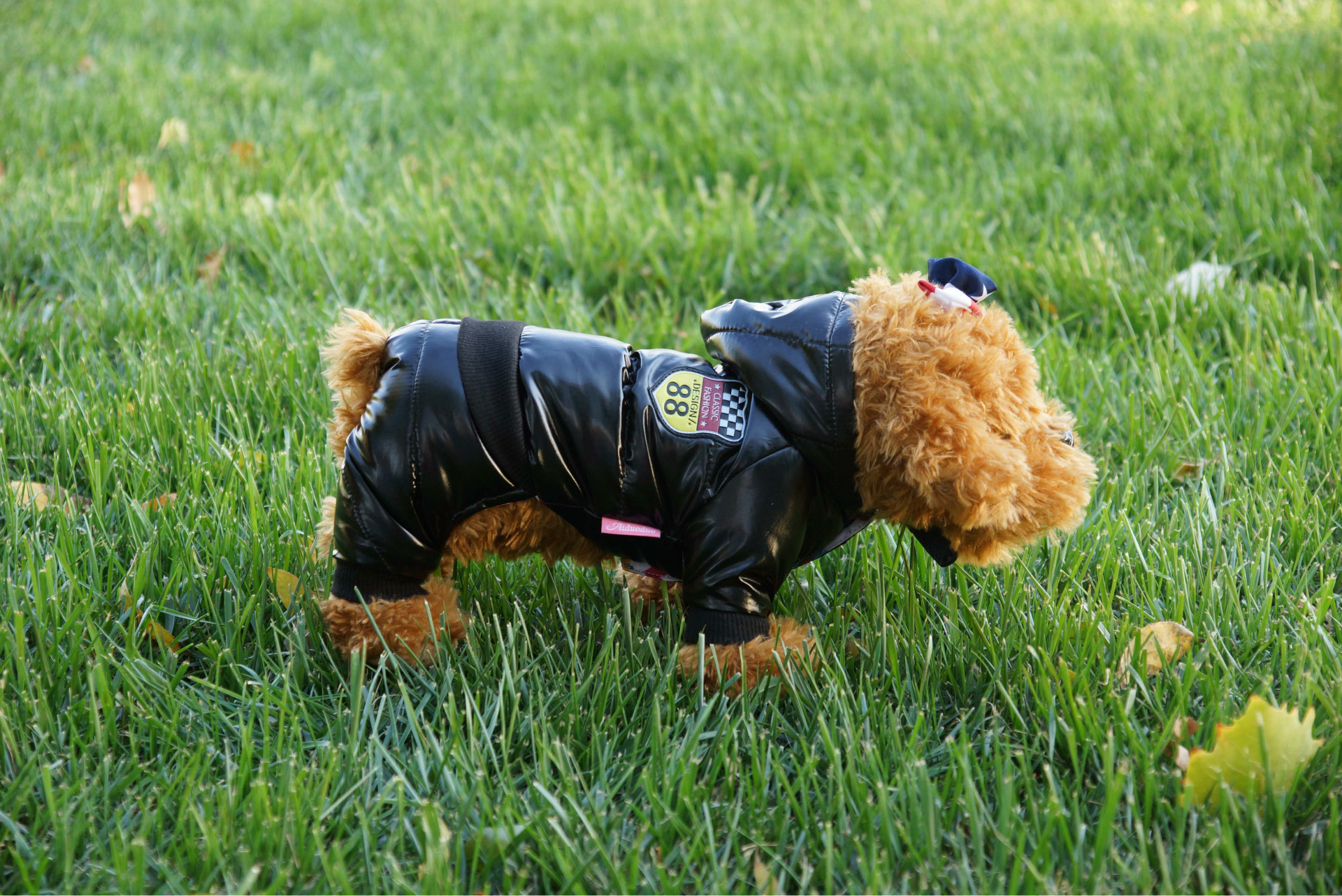 Pet Down Jacket