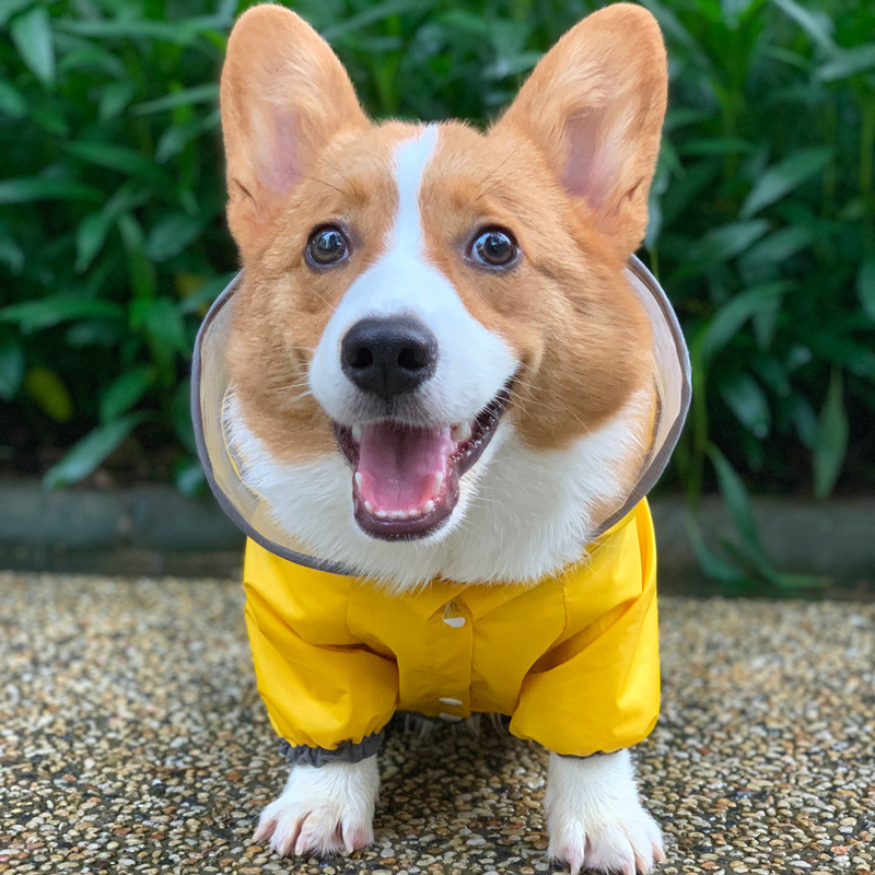 Corgi in Raincoat