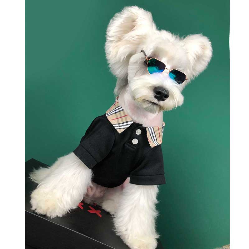 Cute Dog in Polo Shirt