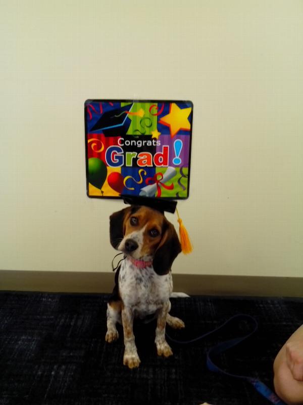 Dog in a graduation hat