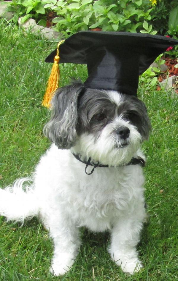Cute dog in cap