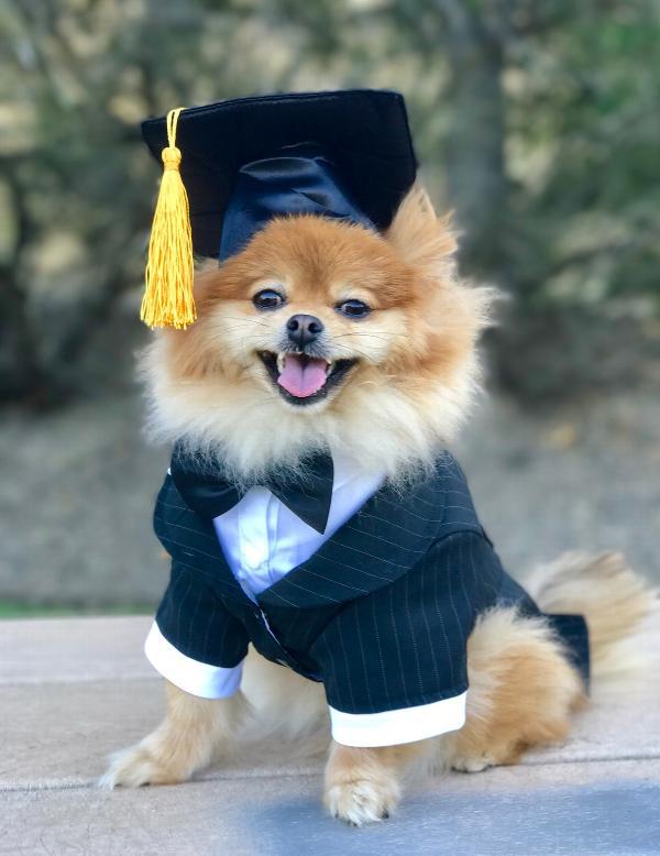 Pet graduation cap