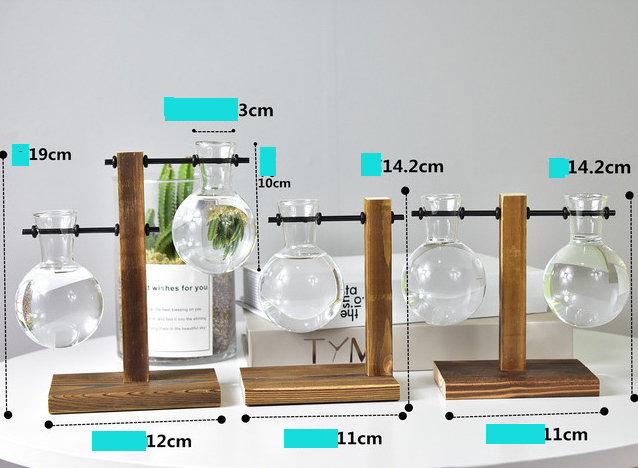 Creative Hydroponic Pothos Plant Vase