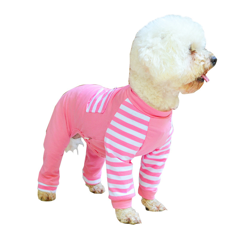 Happy Dog in Stylish Shirt