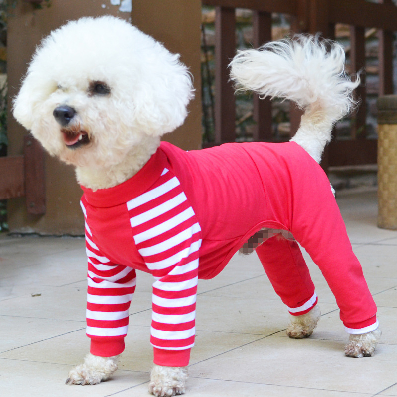 Dog Fashion Model