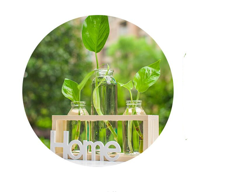 Decorative Hydroponic Vase