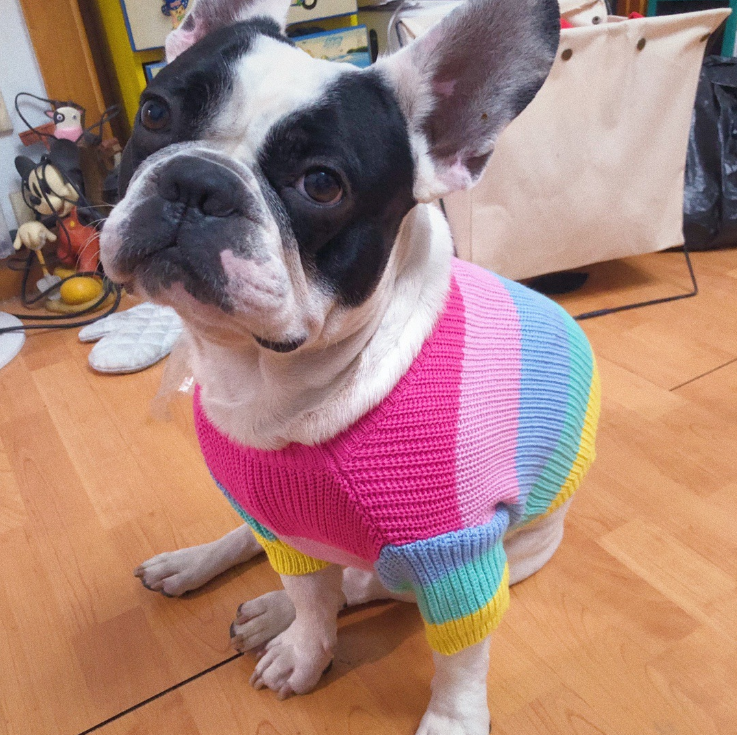 Rainbow Knitted Dog Sweater 1