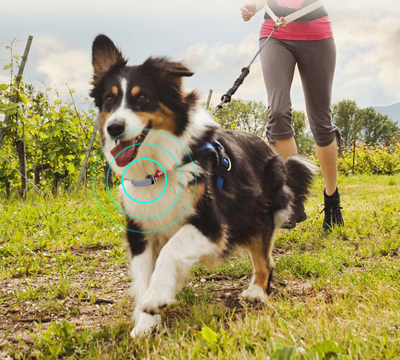 Pet Locator Image 1