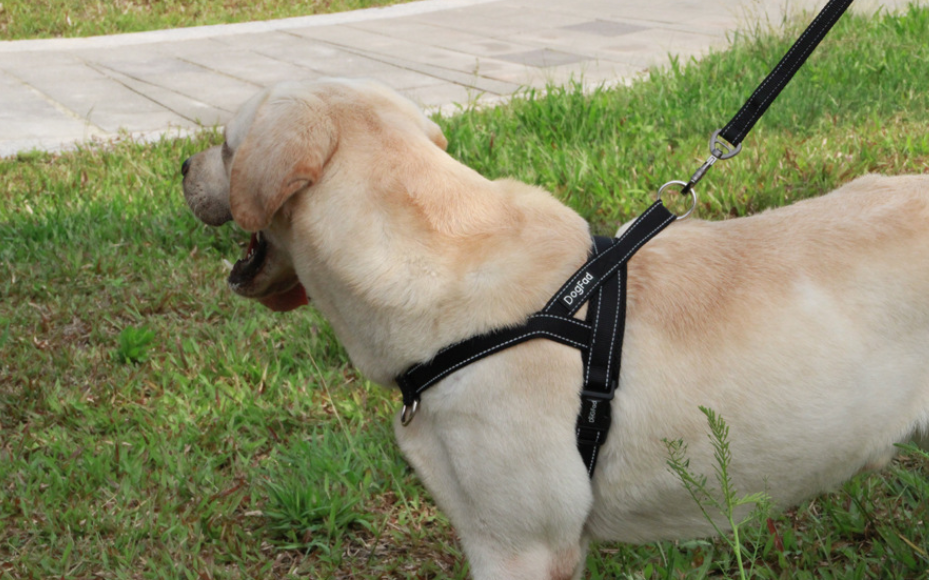 Pet Dog Harness 5